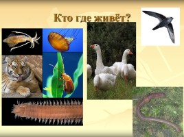 Урок биологии 5 класс «Три среды обитания», слайд 32
