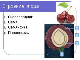Строение семян - Плоды, слайд 4