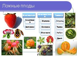 Строение семян - Плоды, слайд 7