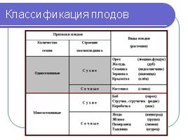 Строение семян - Плоды, слайд 8