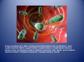 Бактерии, слайд 12