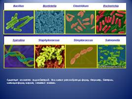 Бактерии, слайд 4