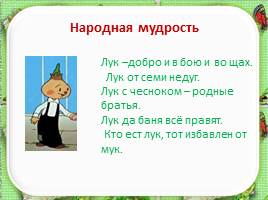 Проектная работа «Лук от семи недуг», слайд 18