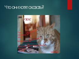 Особенности поведения и содержания кошек, слайд 22