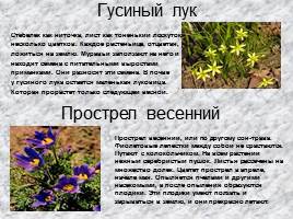 Раннецветущие растения, слайд 6
