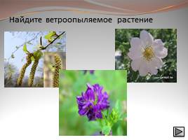 Опыление и его значение в жизни растений, слайд 29