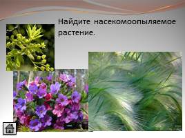 Опыление и его значение в жизни растений, слайд 30
