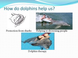 Проект «Дельфины» - Subject «Dolphins are the most mysterious animals on the planet», слайд 8
