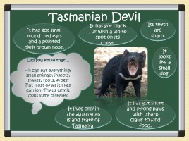 Австралийские животные - Australian Animals, слайд 11