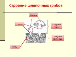 Грибы - Многообразие грибов, слайд 15