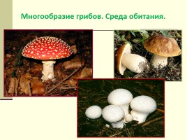 Грибы - Многообразие грибов, слайд 18