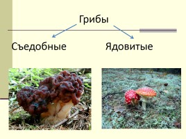 Грибы - Многообразие грибов, слайд 26