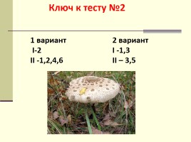 Грибы - Многообразие грибов, слайд 31