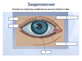 Орган зрения и зрительный анализатор, слайд 11