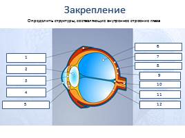 Орган зрения и зрительный анализатор, слайд 12
