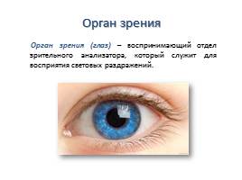 Орган зрения и зрительный анализатор, слайд 3
