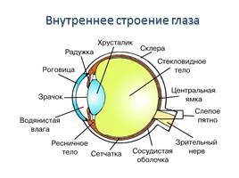 Орган зрения и зрительный анализатор, слайд 5