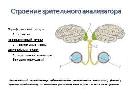 Орган зрения и зрительный анализатор, слайд 9