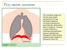 Значение дыхания - Органы дыхания - Строение лёгких, слайд 11