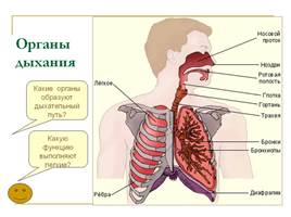 Значение дыхания - Органы дыхания - Строение лёгких, слайд 4