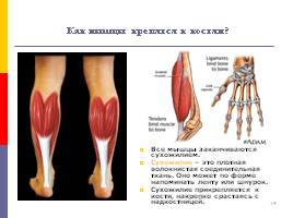 Мышцы, слайд 19