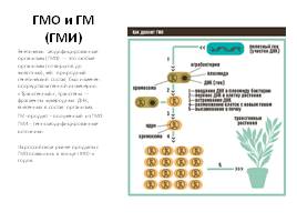 ГМО и ГМ (ГМИ), слайд 1
