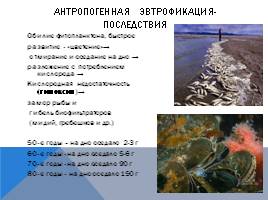 Черное море и хозяйственная деятельность человека, слайд 18
