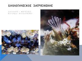 Черное море и хозяйственная деятельность человека, слайд 29