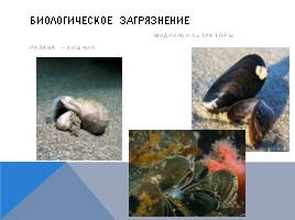 Черное море и хозяйственная деятельность человека, слайд 30