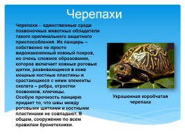 Черепахи, слайд 1