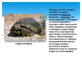 Черепахи, слайд 2
