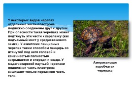 Черепахи, слайд 3