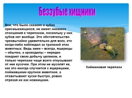 Черепахи, слайд 4
