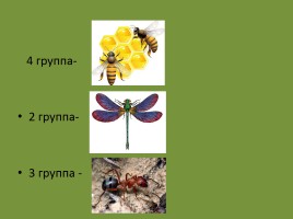 Урок-исследование «Кто такие насекомые?», слайд 11