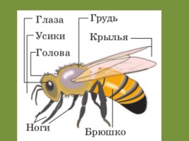 Урок-исследование «Кто такие насекомые?», слайд 12