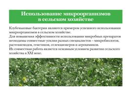 Азотфиксирующие сообщества растений и микроаргонизмов, слайд 11
