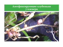 Азотфиксирующие сообщества растений и микроаргонизмов, слайд 4