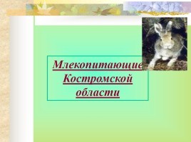 Млекопитающие Костромской области, слайд 1