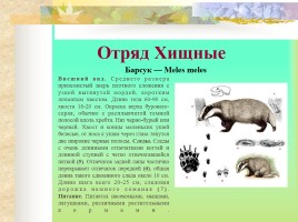 Млекопитающие Костромской области, слайд 12