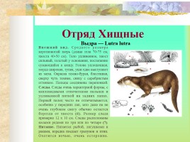 Млекопитающие Костромской области, слайд 13