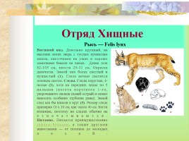Млекопитающие Костромской области, слайд 14
