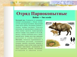 Млекопитающие Костромской области, слайд 16