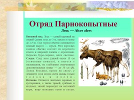 Млекопитающие Костромской области, слайд 17