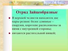 Млекопитающие Костромской области, слайд 18