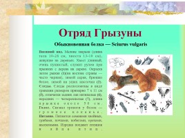 Млекопитающие Костромской области, слайд 22