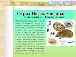 Млекопитающие Костромской области, слайд 4