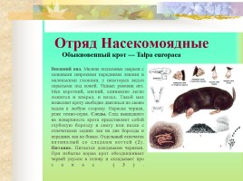 Млекопитающие Костромской области, слайд 5