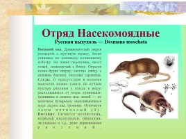 Млекопитающие Костромской области, слайд 6