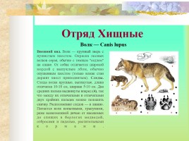 Млекопитающие Костромской области, слайд 8