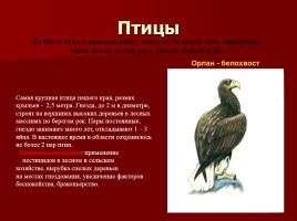 Красная книга Костромской области, слайд 12